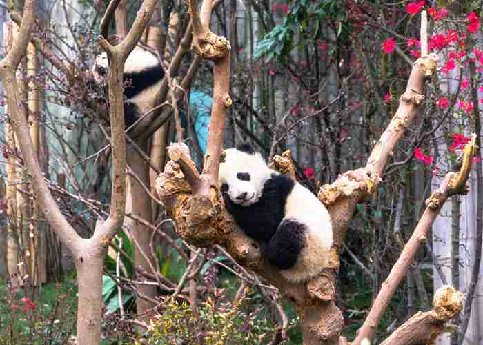 成都开会，租车接送怎么选才不花冤枉钱？-第1张图片-成都租车公司